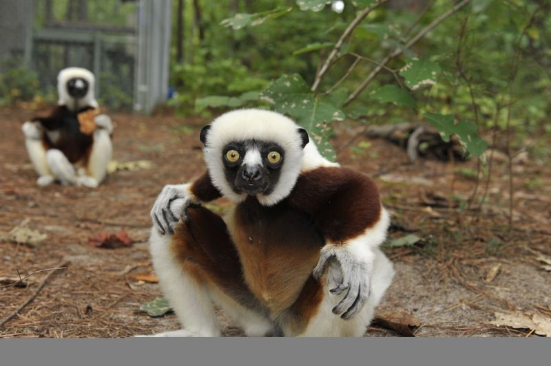 Sifaka