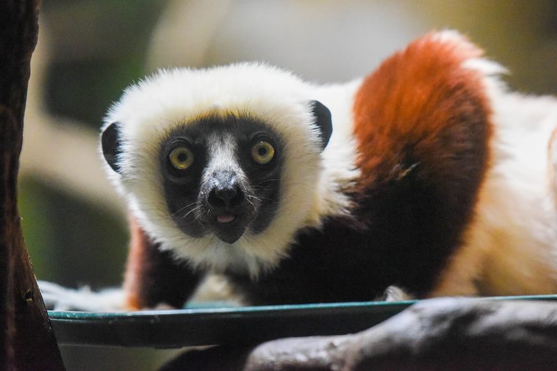 Sifaka