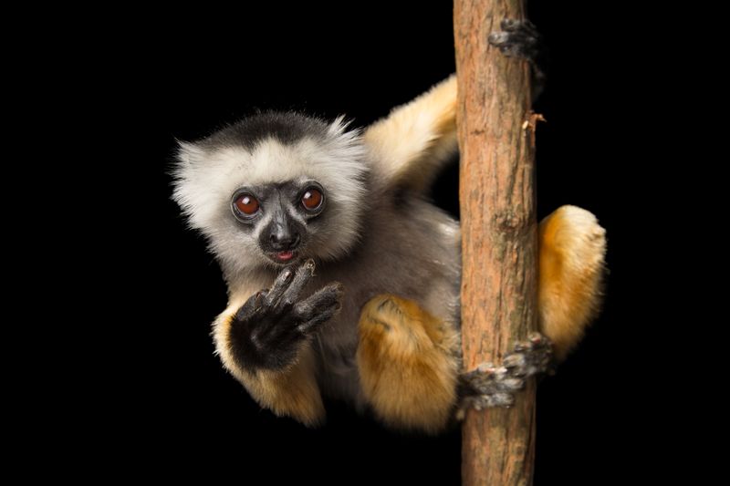 Sifaka