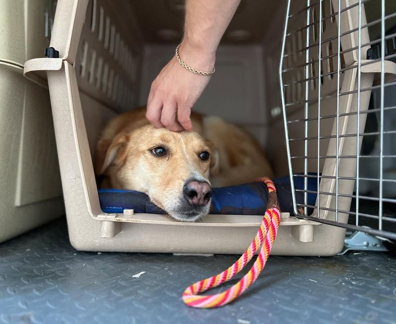 Signs Your Dog Has Been in a Crate for Too Long