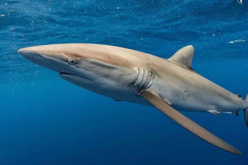 Silky Shark