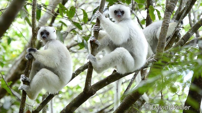 Silky Sifaka