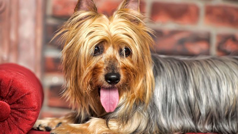 Silky Terrier