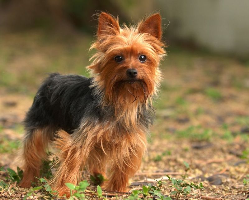 Silky Terrier