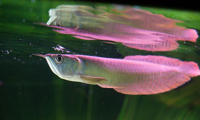 Silver Arowana