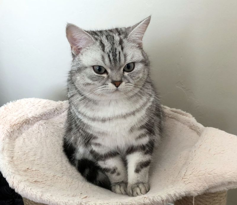 Silver Tabby