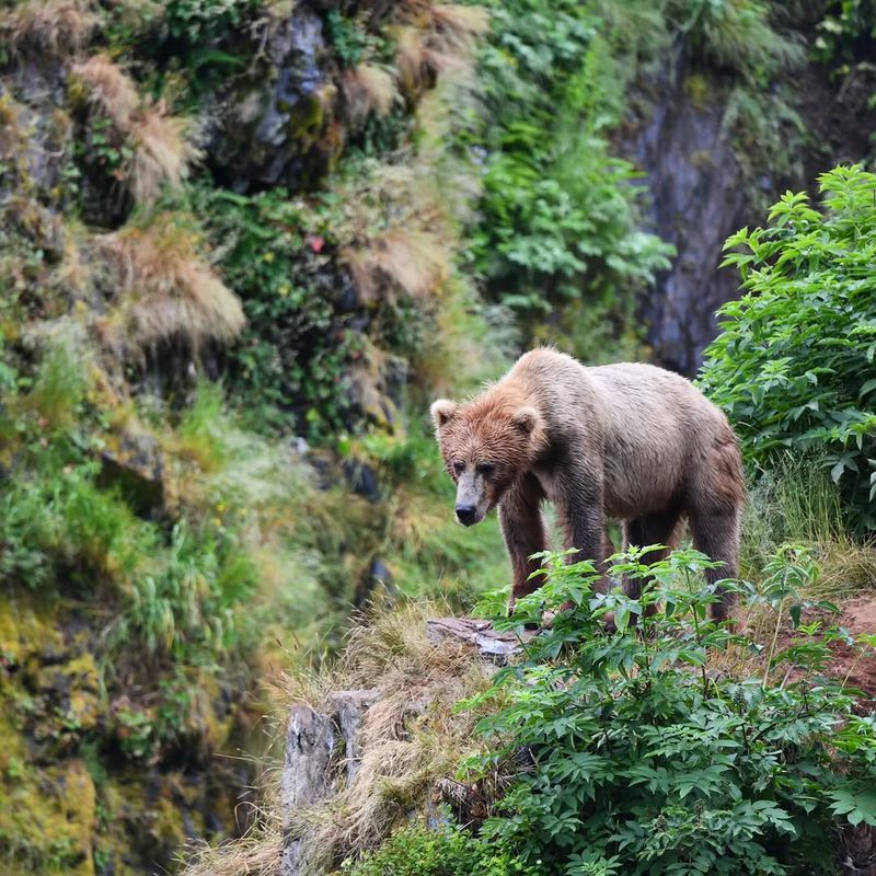 Size Comparisons with Other Bears