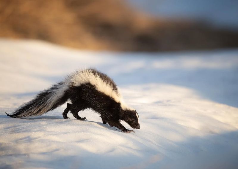 Skunk