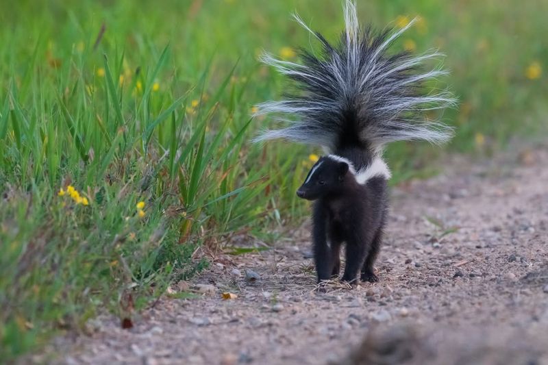 Skunks