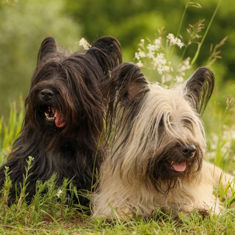 Skye Terrier