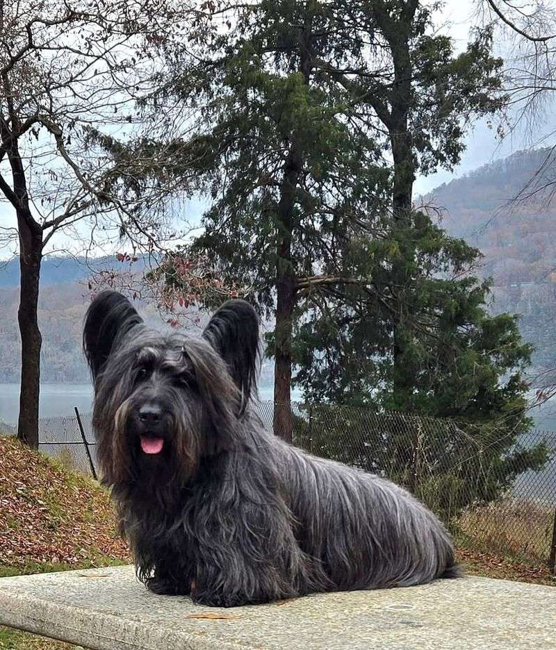 Skye Terrier