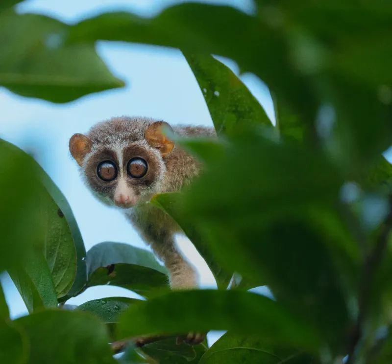 Slender Loris