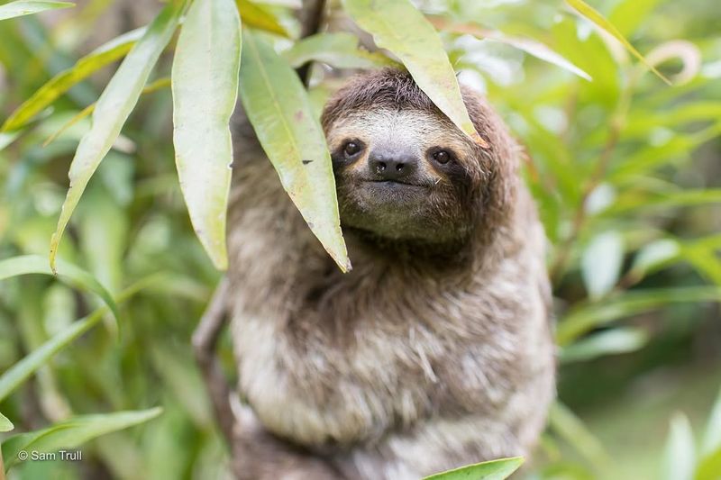 Sloths