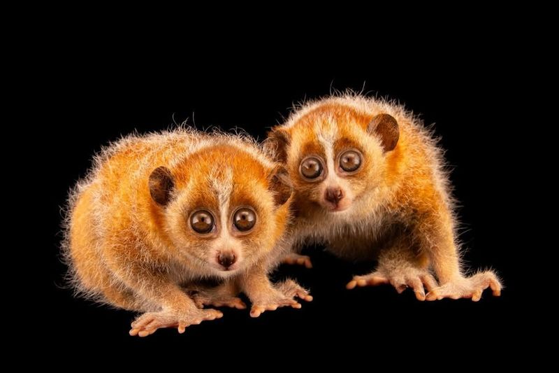 Slow Loris