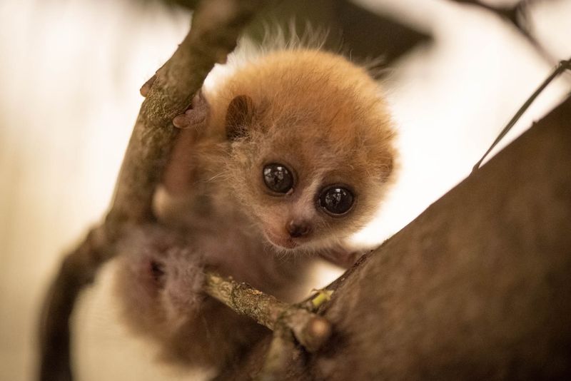 Slow Loris