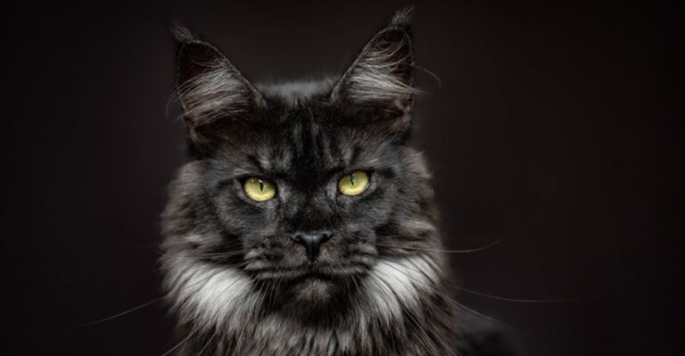 Smoke Maine Coon: 10 Facts About This Gentle Giant