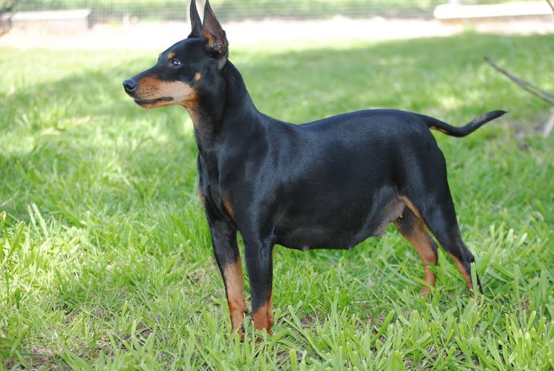 English Toy Terrier