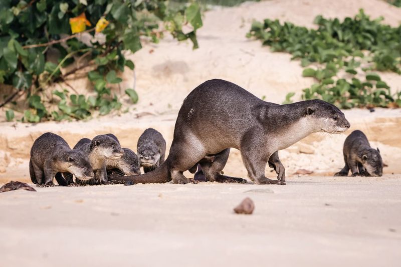 Smooth-coated Otter