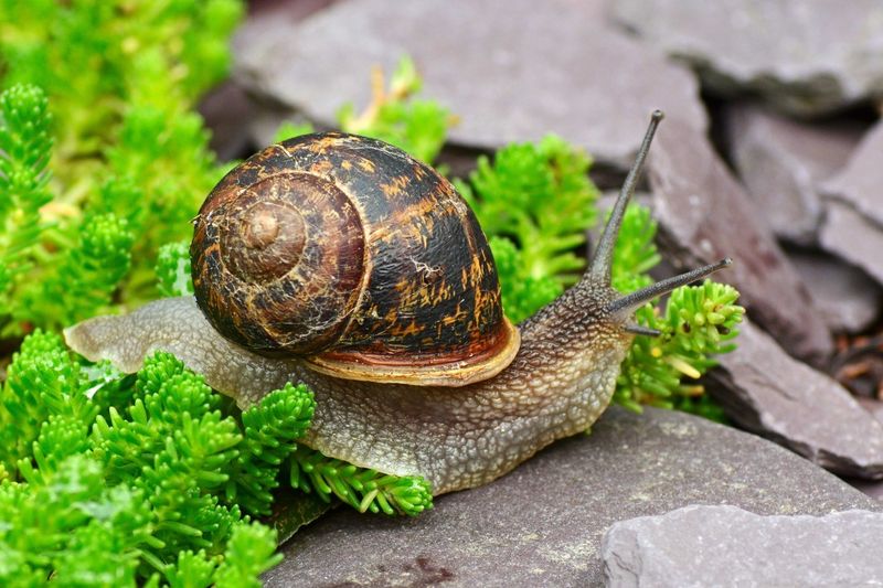 Snail