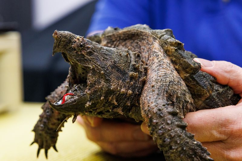 Snapping Turtle