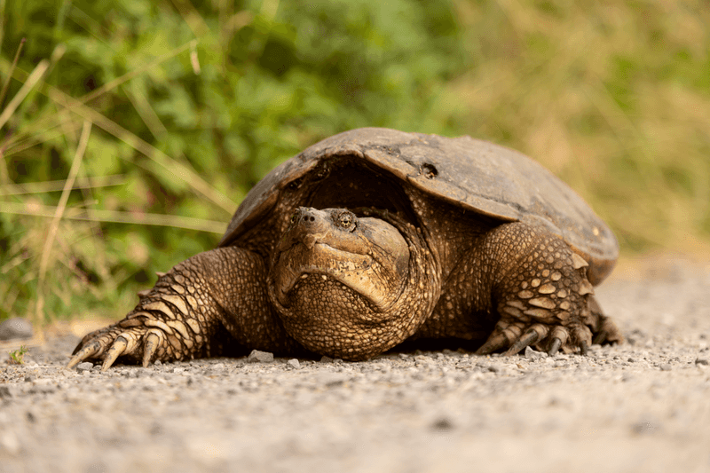 Snapping Turtle