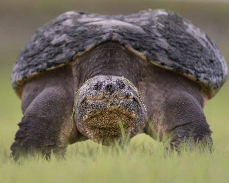 Snapping Turtles