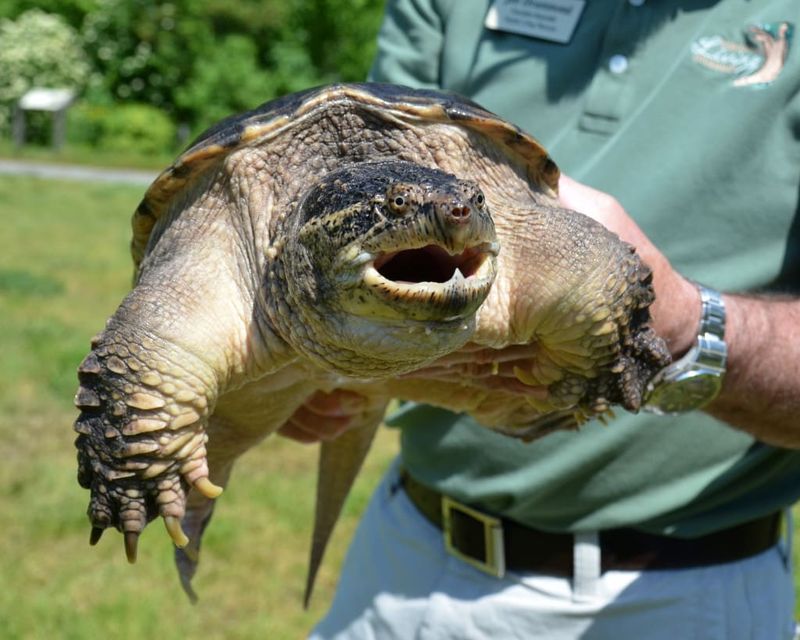 Snapping Turtles