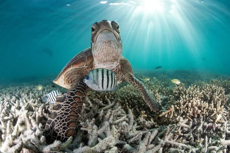 Snorkeling With Sea Turtles In The Great Barrier Reef, Australia