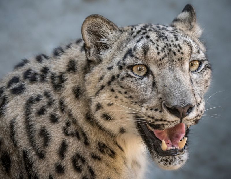 Snow Leopard