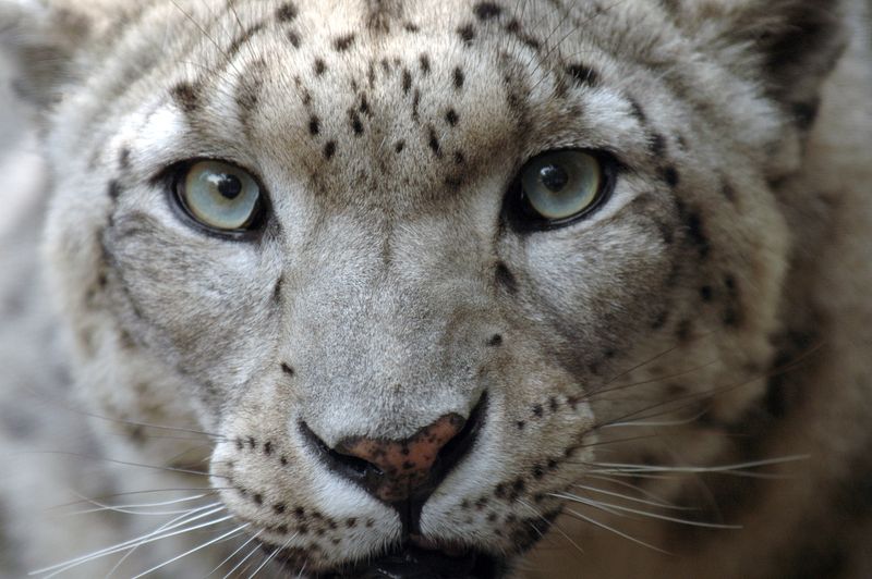 Snow Leopard