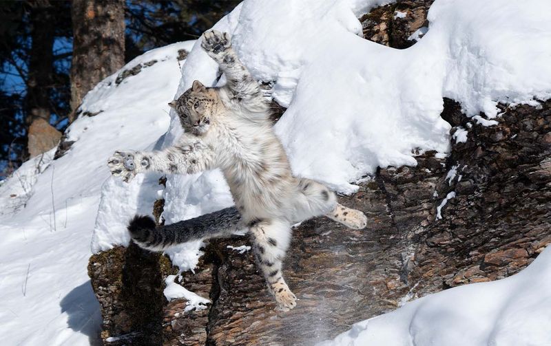 Snow Leopard's Mountain Leap