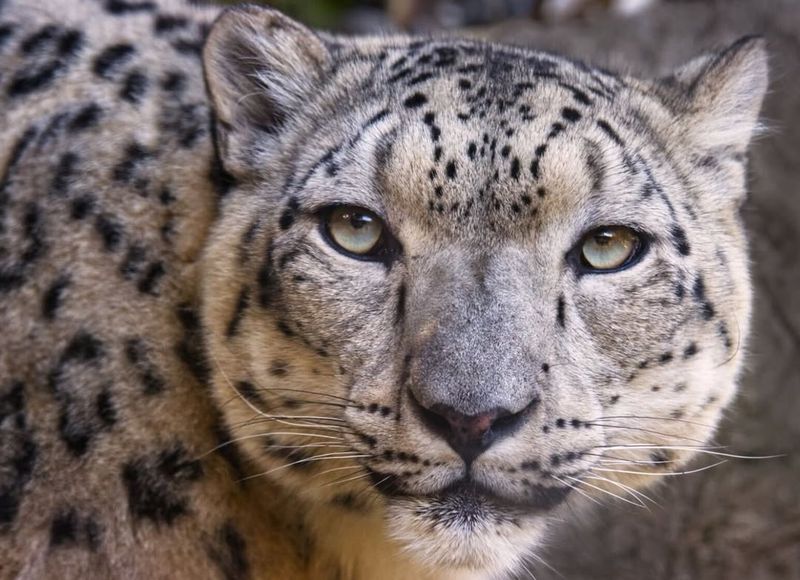 Snow Leopard