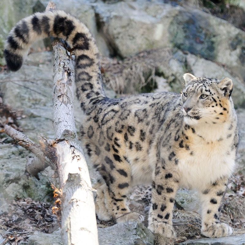 Snow Leopard