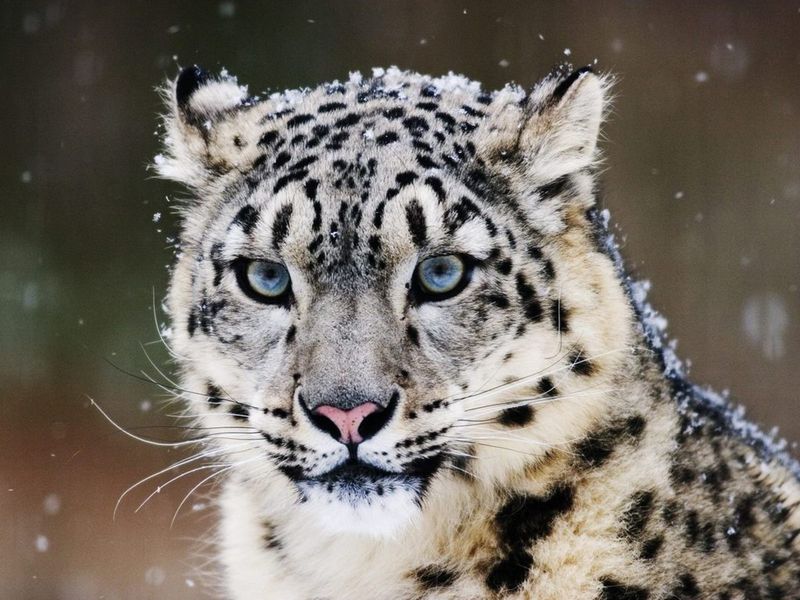 Snow Leopard