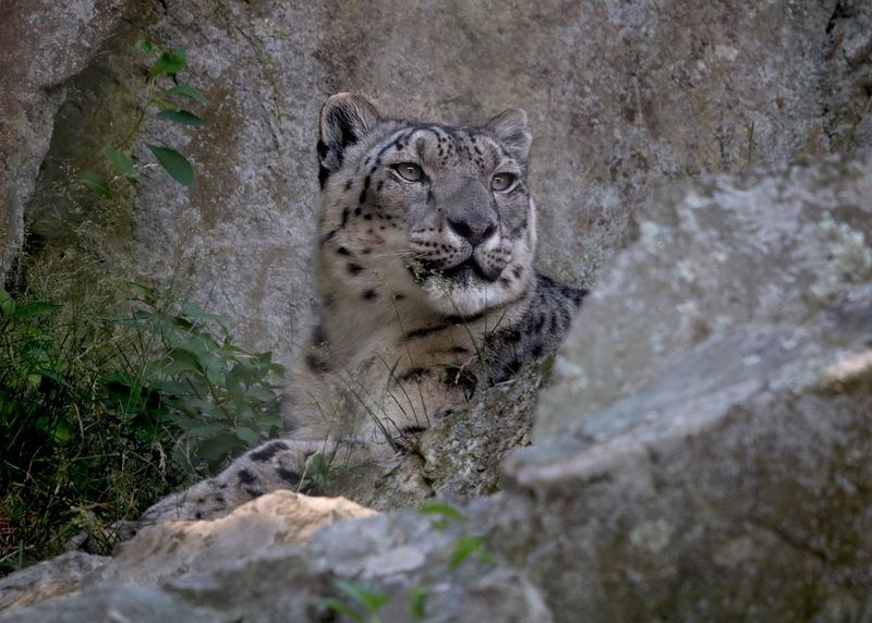 Snow Leopard's White Cloak