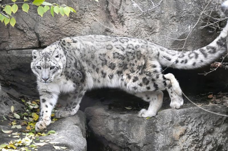 Snow Leopard