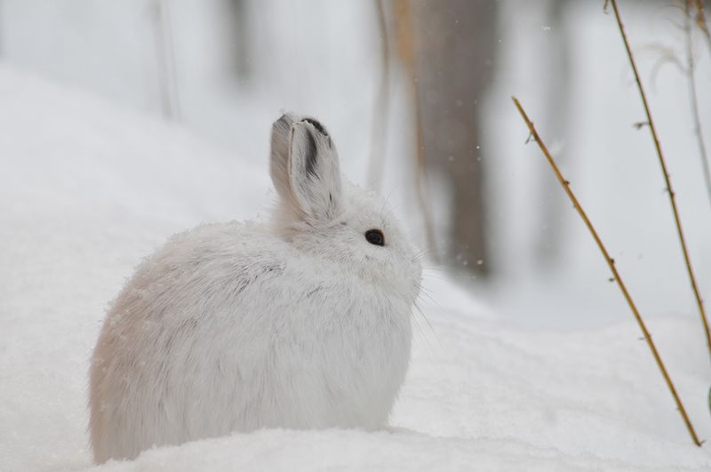 Snowshoe Hare