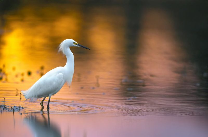 Snowy Egret