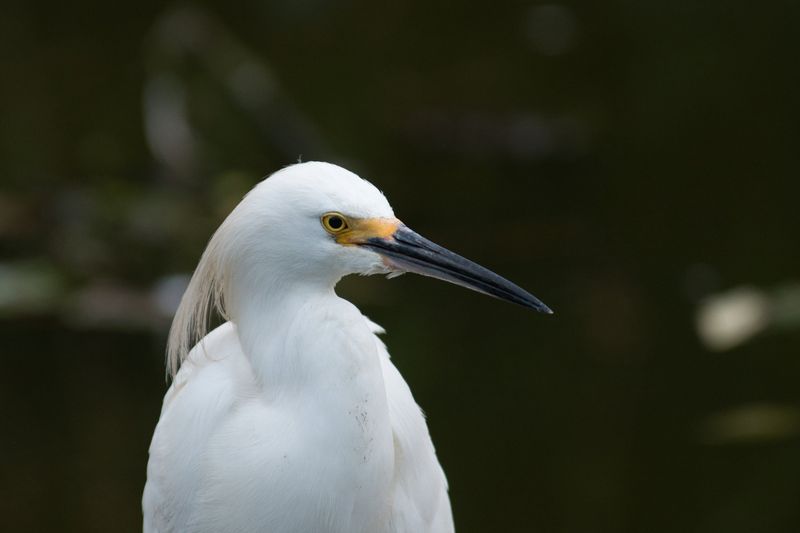 Snowy Egret in South Carolina