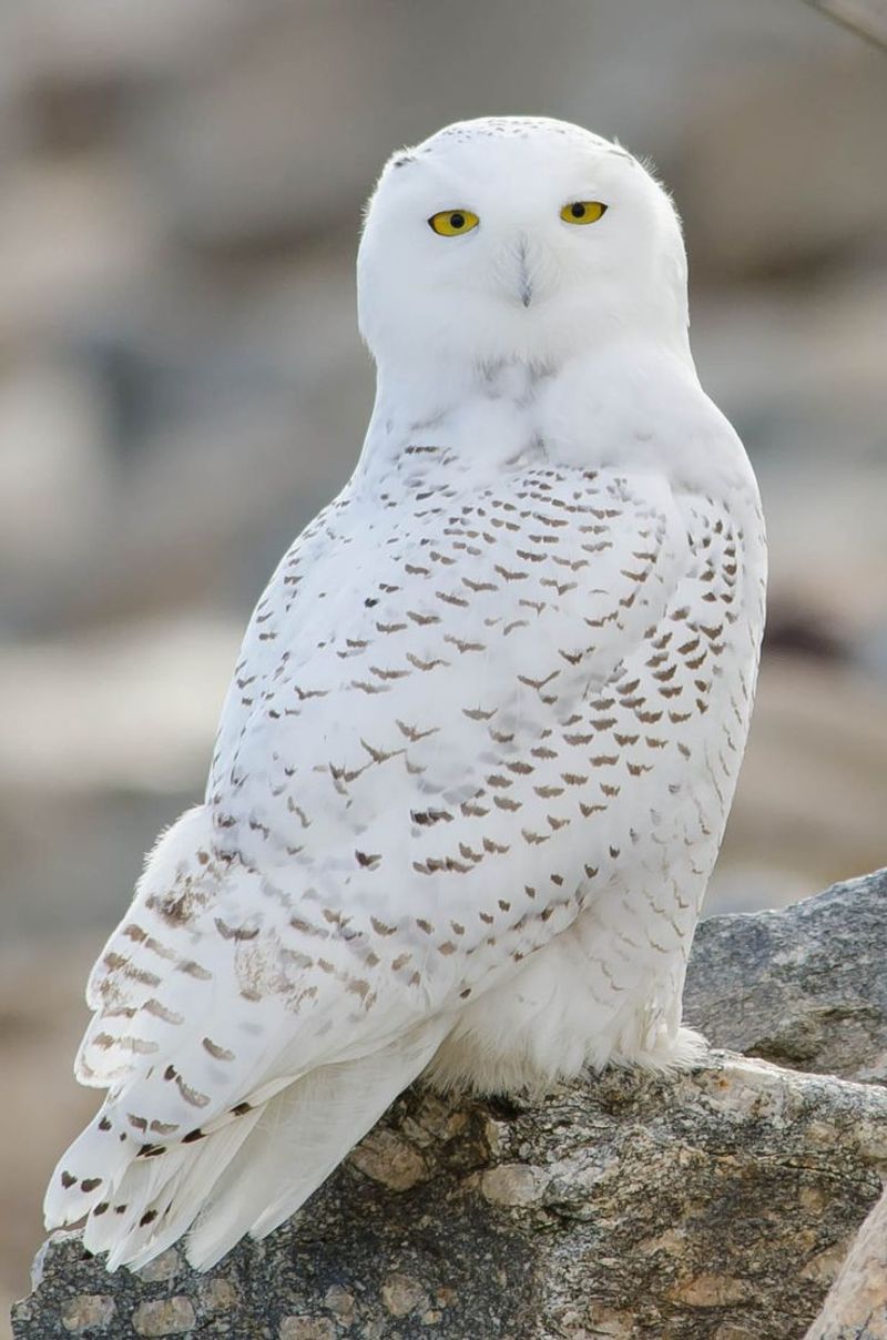 Snowy Owl