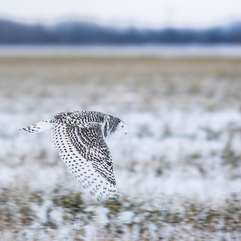 Snowy Owl's Camouflage