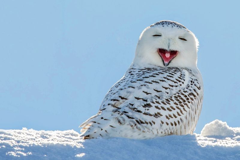 Snowy Owl