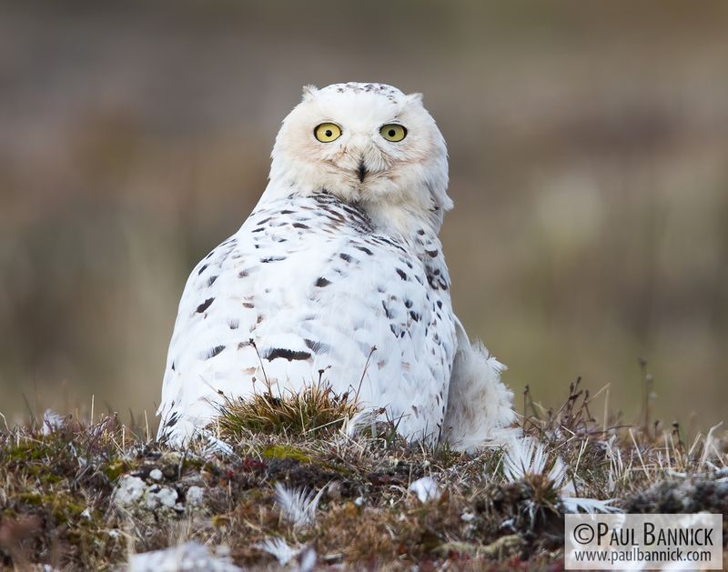 Snowy Owl