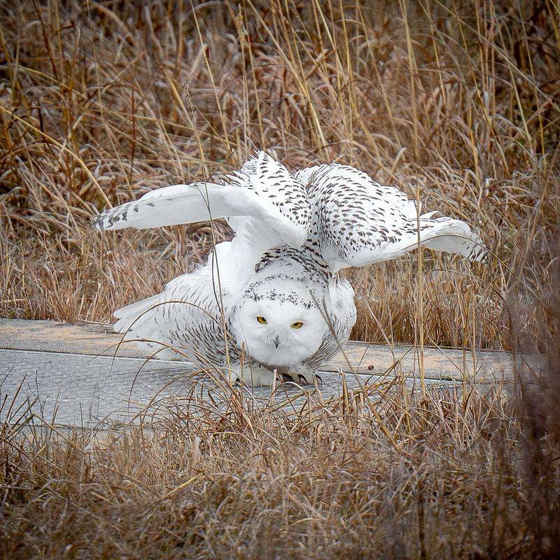 Snowy Owl