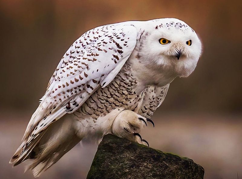 Snowy Owl