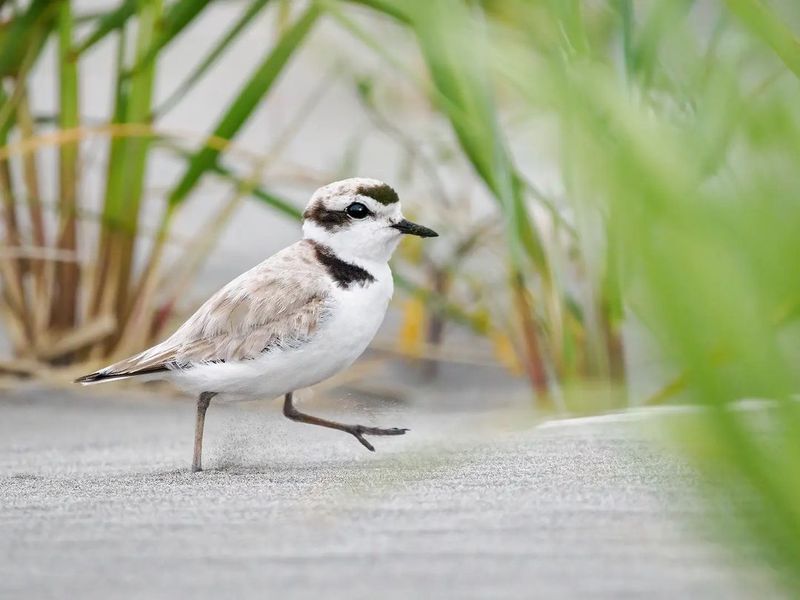 Snowy Plover