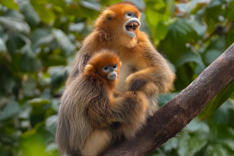 Snub-nosed Monkey