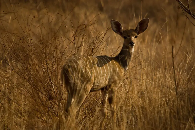 Breeding Patterns