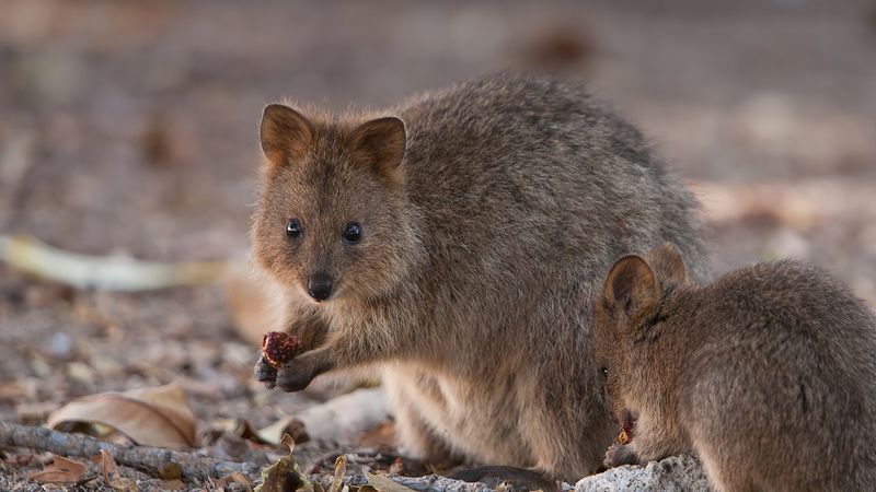 Social Structures of Quokkas