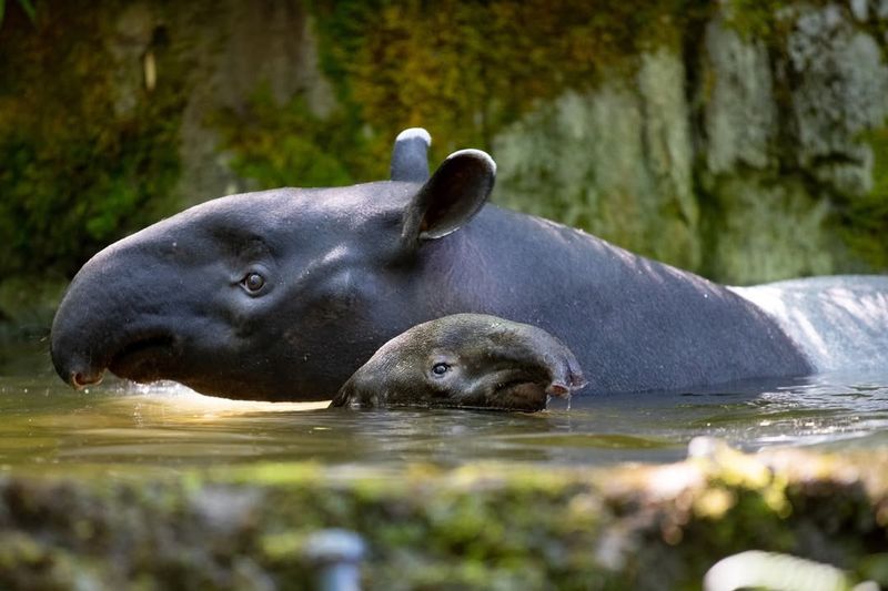 Remarkable Swimming Ability